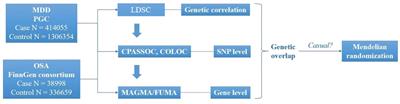 Genetic overlap between major depressive disorder and obstructive sleep apnea